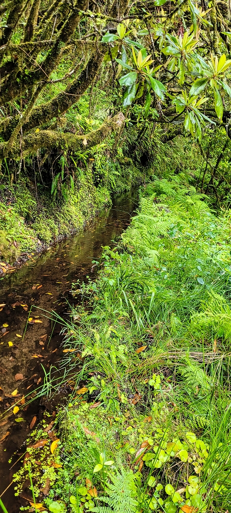 25.06.2022 Abenteuerliche Levada Velha dos Cedros — Vom Abstiegsweg zur Madre: Bis zur Madre — Foto 10