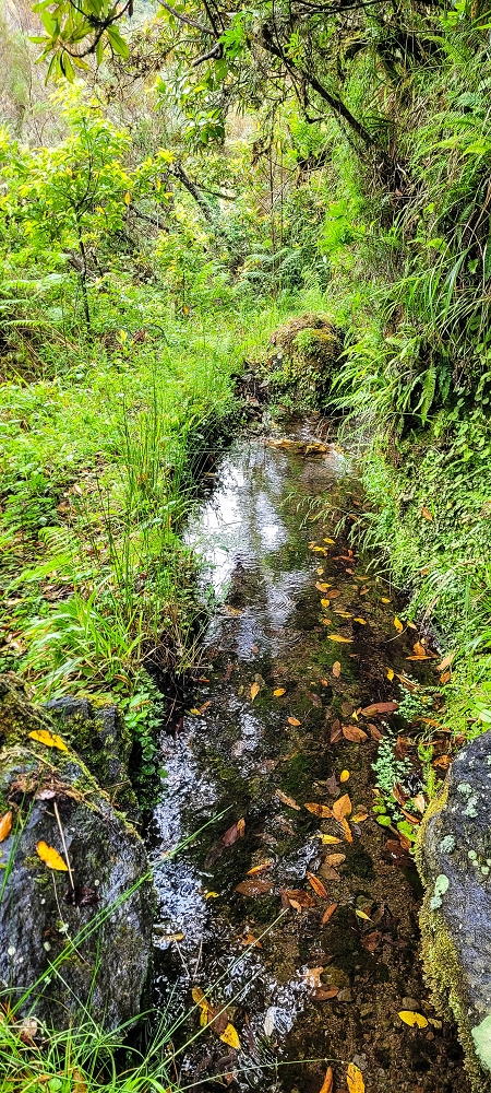 25.06.2022 Abenteuerliche Levada Velha dos Cedros — Vom Abstiegsweg zur Madre: Bis zur Madre — Foto 11