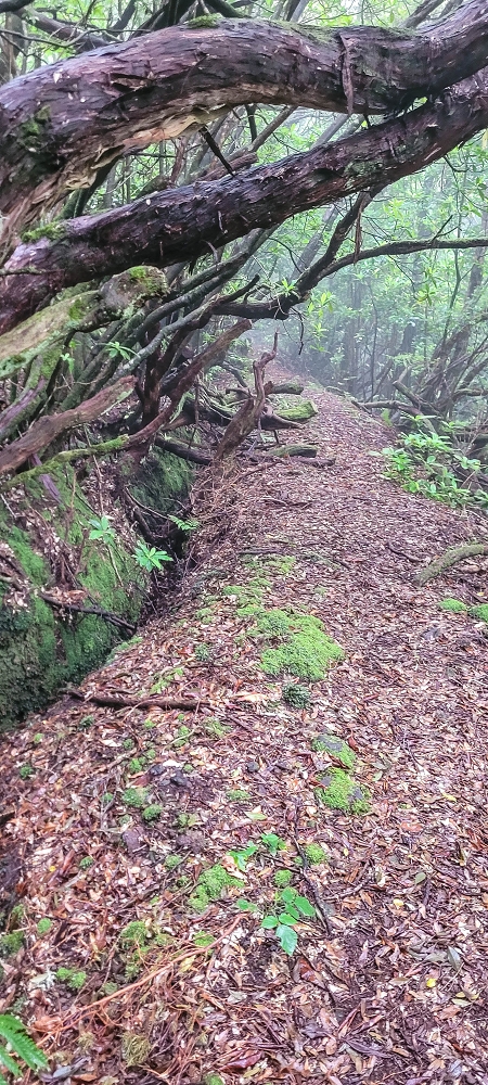 25.06.2022 Abenteuerliche Levada Velha dos Cedros — Vom Abstiegsweg zur Madre: Eindrückliche alte Levadaspuren — Foto 3