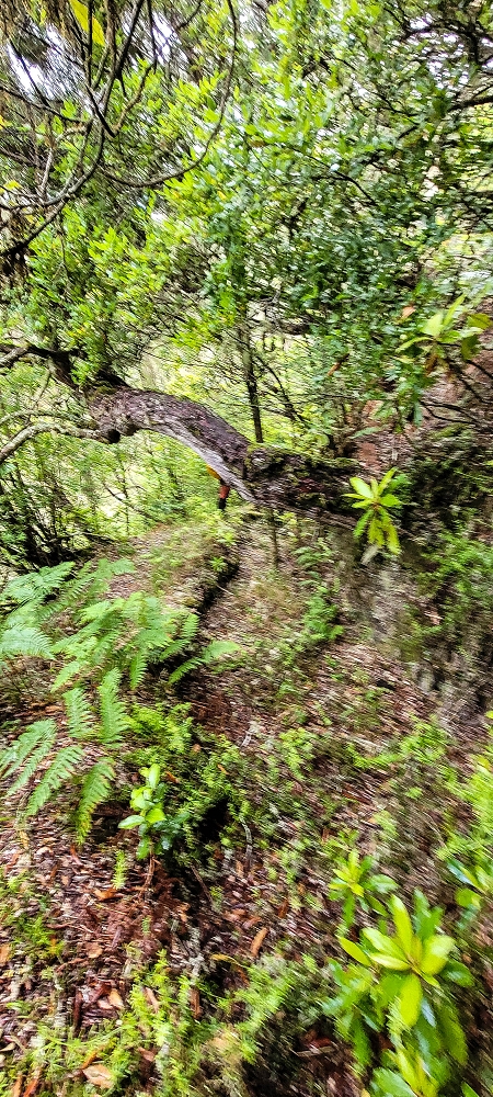 25.06.2022 Abenteuerliche Levada Velha dos Cedros — Zurück zum Aufstiegsweg — Foto 7