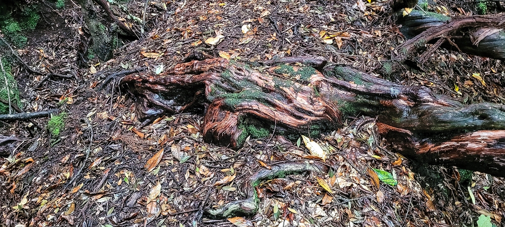 Levada Velha dos Cedros — Secção 2: Seguindo a partir do caminho de descida no antigo sentido do fluxo — foto 1