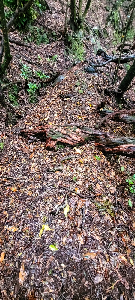 Levada Velha dos Cedros — Secção 2: Seguindo a partir do caminho de descida no antigo sentido do fluxo — foto 2