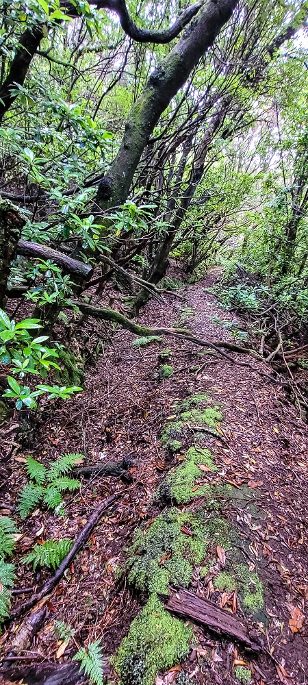 Levada Velha dos Cedros — Secção 2: Seguindo a partir do caminho de descida no antigo sentido do fluxo — foto 3