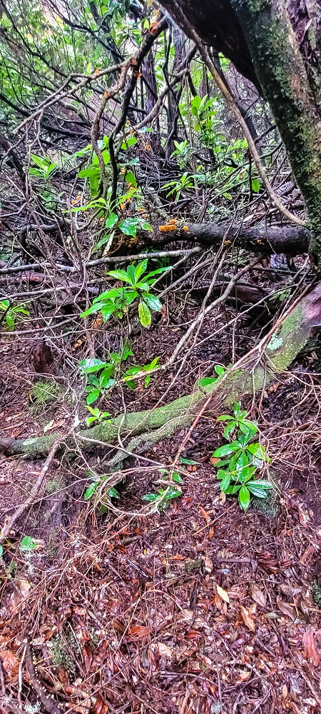 Levada Velha dos Cedros — Secção 2: Seguindo a partir do caminho de descida no antigo sentido do fluxo — foto 4