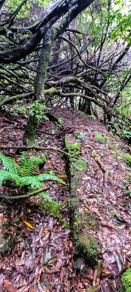 Levada Velha dos Cedros — Secção 2: Seguindo a partir do caminho de descida no antigo sentido do fluxo — foto 5