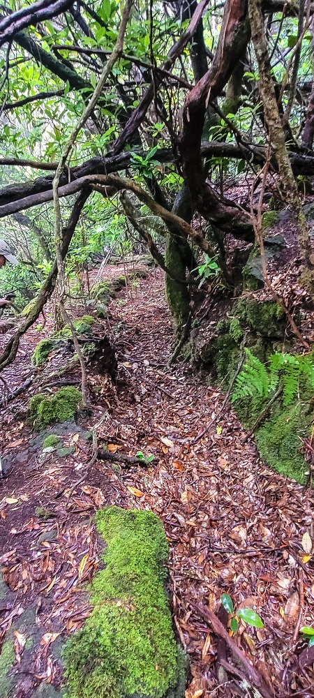 Levada Velha dos Cedros — Secção 2: Seguindo a partir do caminho de descida no antigo sentido do fluxo — foto 6