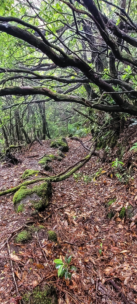 Levada Velha dos Cedros — Secção 2: Seguindo a partir do caminho de descida no antigo sentido do fluxo — foto 7