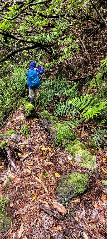 Levada Velha dos Cedros — Secção 2: Seguindo a partir do caminho de descida no antigo sentido do fluxo — foto 8