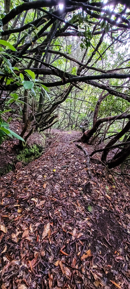25.06.2022 Abenteuerliche Levada Velha dos Cedros — Vom Abstiegsweg zur Madre: Eindrückliche alte Levadaspuren — Foto 5