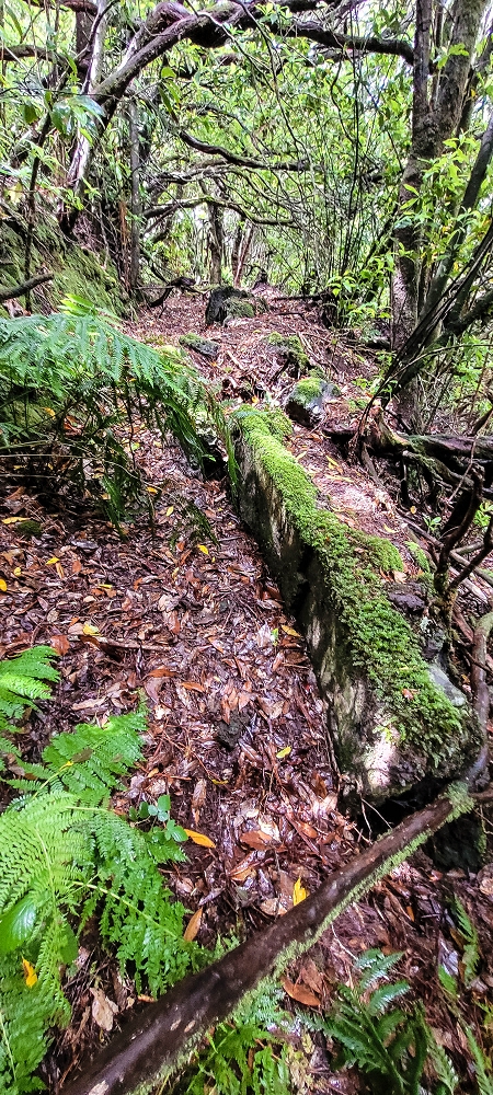 Levada Velha dos Cedros — Secção 2: Seguindo a partir do caminho de descida no antigo sentido do fluxo — foto 9