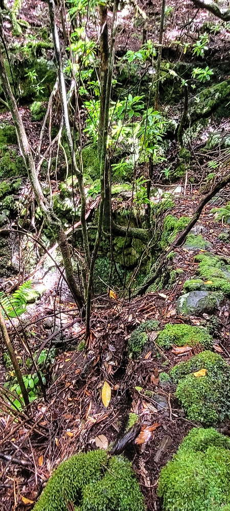 Levada Velha dos Cedros — Secção 2: Seguindo a partir do caminho de descida no antigo sentido do fluxo — foto 10