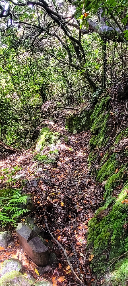 Levada Velha dos Cedros — Secção 2: Seguindo a partir do caminho de descida no antigo sentido do fluxo — foto 11