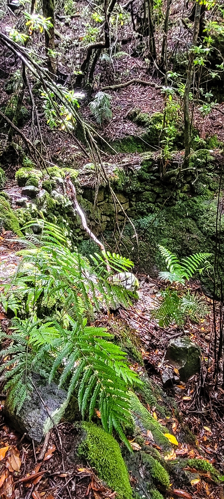 Levada Velha dos Cedros — Secção 2: Seguindo a partir do caminho de descida no antigo sentido do fluxo — foto 12