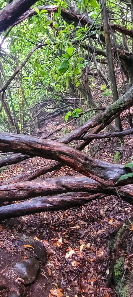 Levada Velha dos Cedros — Secção 2: Seguindo a partir do caminho de descida no antigo sentido do fluxo — foto 13