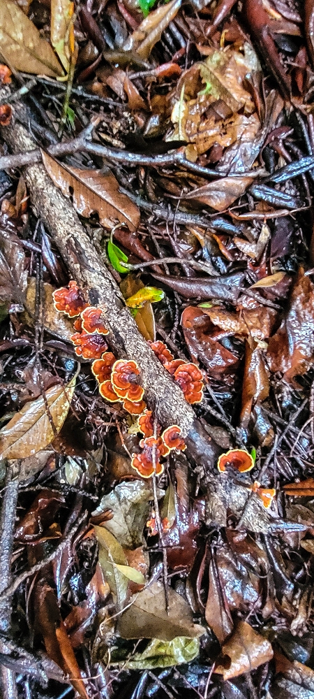 Levada Velha dos Cedros — Secção 2: Seguindo a partir do caminho de descida no antigo sentido do fluxo — foto 14