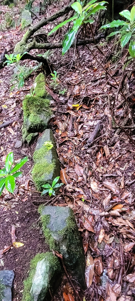 Levada Velha dos Cedros — Secção 2: Seguindo a partir do caminho de descida no antigo sentido do fluxo — foto 15