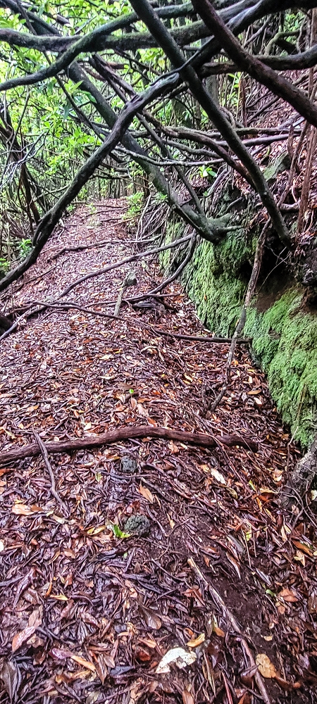 Levada Velha dos Cedros — Secção 2: Seguindo a partir do caminho de descida no antigo sentido do fluxo — foto 16