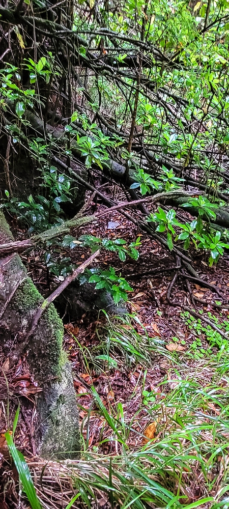 Levada Velha dos Cedros — Secção 2: Seguindo a partir do caminho de descida no antigo sentido do fluxo — foto 17