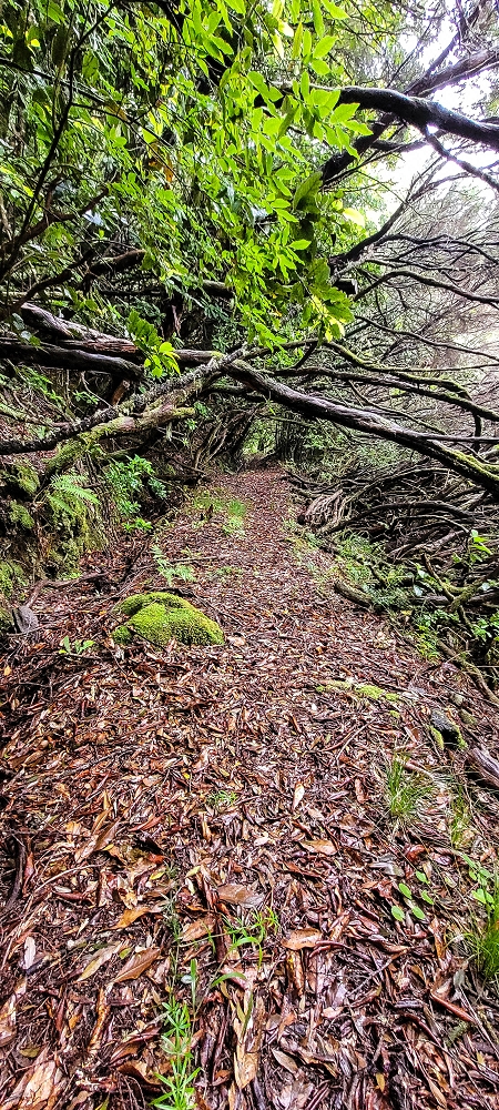 25.06.2022 Abenteuerliche Levada Velha dos Cedros — Vom Abstiegsweg zur Madre: Eindrückliche alte Levadaspuren — Foto 6