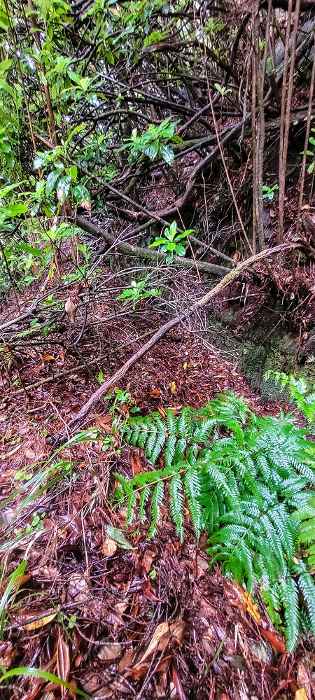 Levada Velha dos Cedros — Secção 2: Seguindo a partir do caminho de descida no antigo sentido do fluxo — foto 18