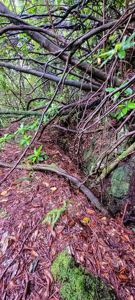 Levada Velha dos Cedros — Secção 2: Seguindo a partir do caminho de descida no antigo sentido do fluxo — foto 19