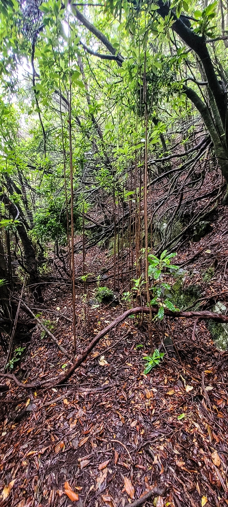 Levada Velha dos Cedros — Secção 2: Seguindo a partir do caminho de descida no antigo sentido do fluxo — foto 21