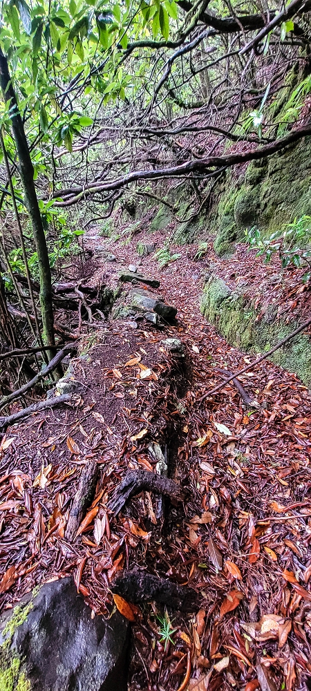 Levada Velha dos Cedros — Secção 2: Seguindo a partir do caminho de descida no antigo sentido do fluxo — foto 23