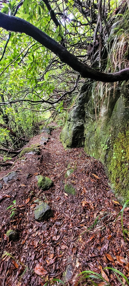 Levada Velha dos Cedros — Secção 2: Seguindo a partir do caminho de descida no antigo sentido do fluxo — foto 24