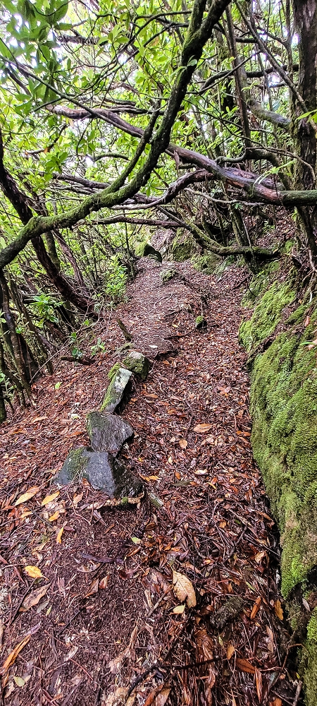 Levada Velha dos Cedros — Secção 2: Seguindo a partir do caminho de descida no antigo sentido do fluxo — foto 25