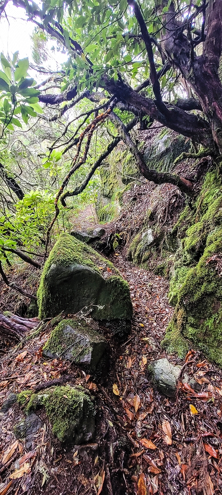 Levada Velha dos Cedros — Secção 2: Seguindo a partir do caminho de descida no antigo sentido do fluxo — foto 26