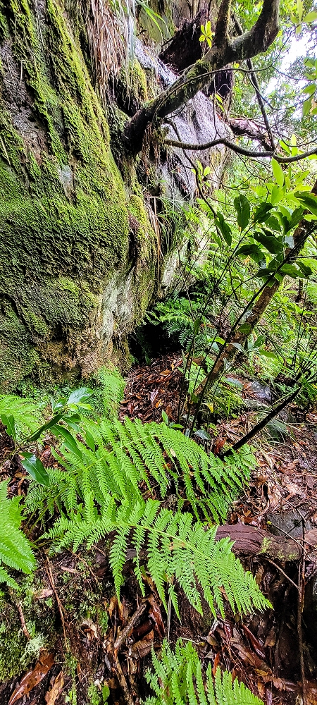 Levada Velha dos Cedros — Secção 2: Aventura até ao túnel — foto 2