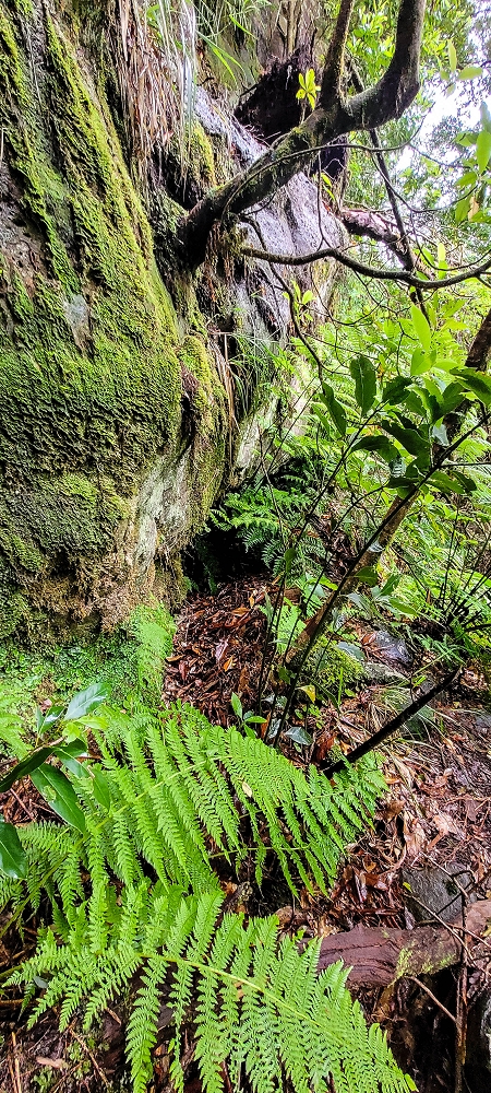 Levada Velha dos Cedros — Secção 2: Aventura até ao túnel — foto 3