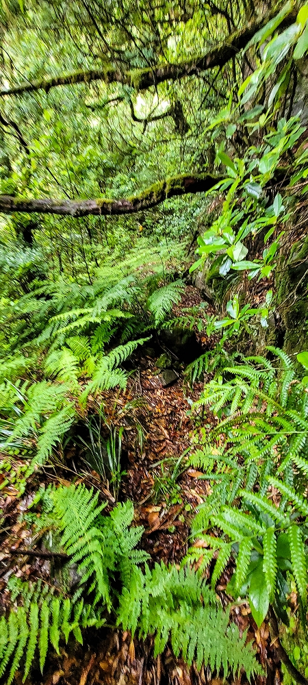 Levada Velha dos Cedros — Secção 2: Aventura até ao túnel — foto 4