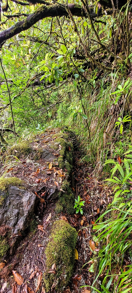 Levada Velha dos Cedros — Secção 2: Aventura até ao túnel — foto 5