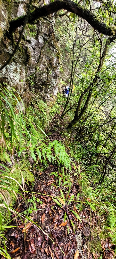 Levada Velha dos Cedros — Secção 2: Aventura até ao túnel — foto 6