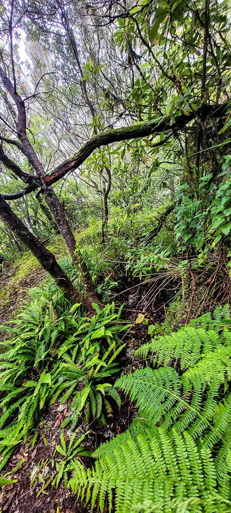 Levada Velha dos Cedros — Secção 2: Aventura até ao túnel — foto 7