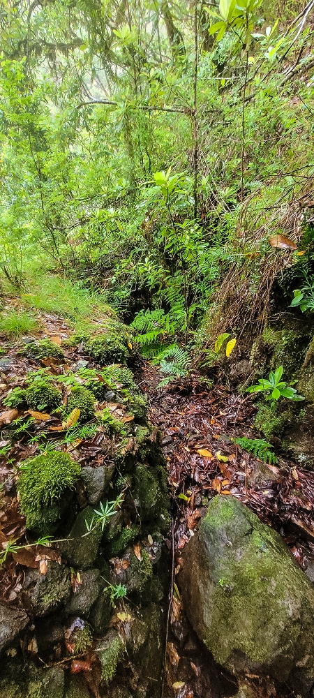 Levada Velha dos Cedros — Secção 2: Aventura até ao túnel — foto 8
