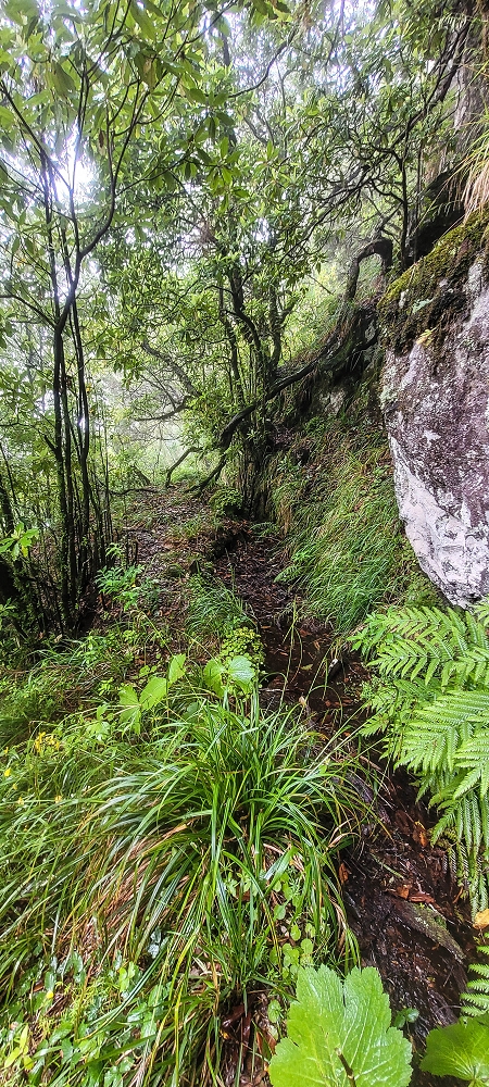 Levada Velha dos Cedros — Secção 2: Aventura até ao túnel — foto 10