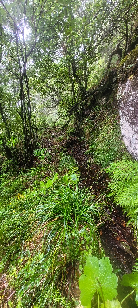 Levada Velha dos Cedros — Secção 2: Aventura até ao túnel — foto 11