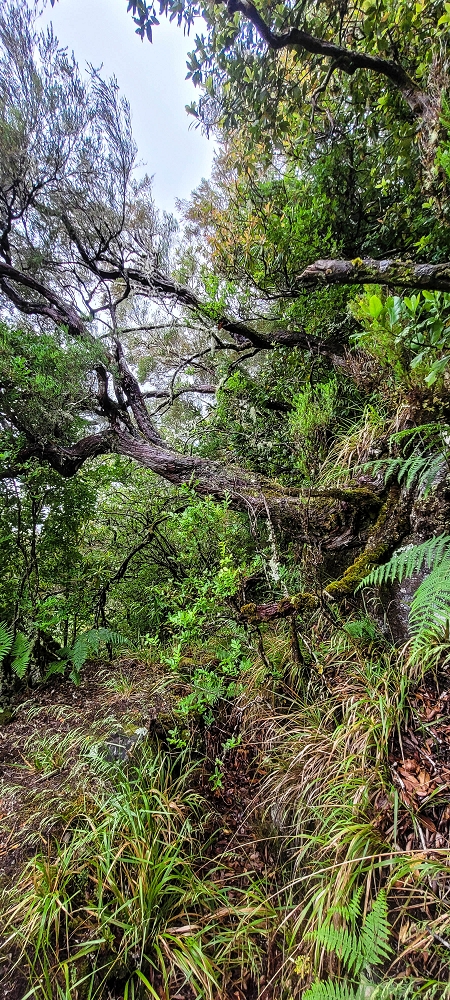 Levada Velha dos Cedros — Secção 2: Aventura até ao túnel — foto 12