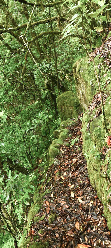 Levada Velha dos Cedros — Secção 2: Aventura até ao túnel — foto 13