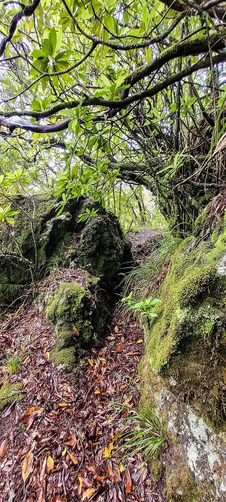 Levada Velha dos Cedros — Secção 2: Aventura até ao túnel — foto 15