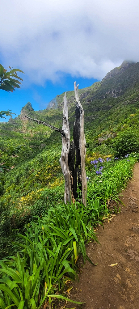 25.06.2024 Sonnige Abschlusswanderung auf der Levada das Rabacas — Bis zum kleinen Levadatunnel — Foto 10