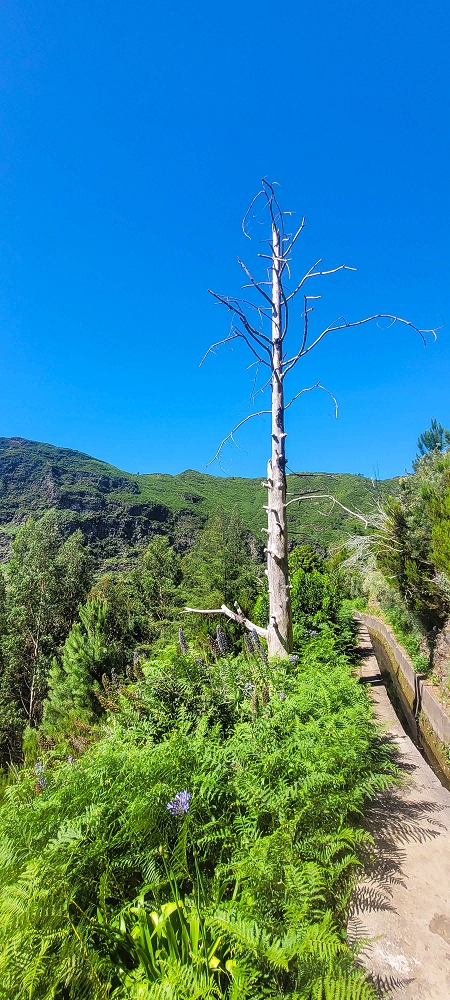 25.06.2024 Sonnige Abschlusswanderung auf der Levada das Rabacas — Zurück zum Levadahaus — Foto 3