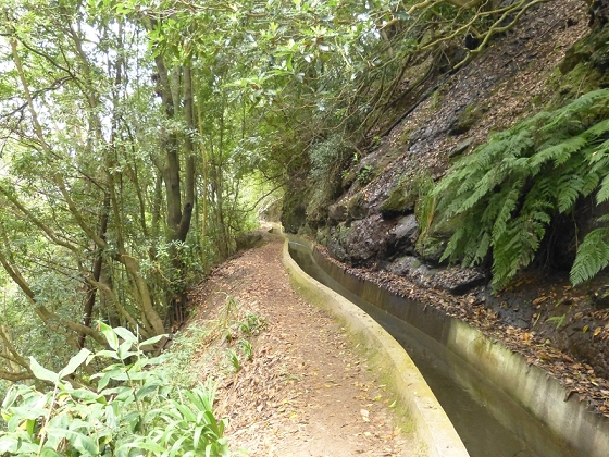 25.07.2013 Levadas dos Tornos und do Bom Sucesso — Auf der Levada dos Tornos bis zum Monte-Tunnel — Foto 13