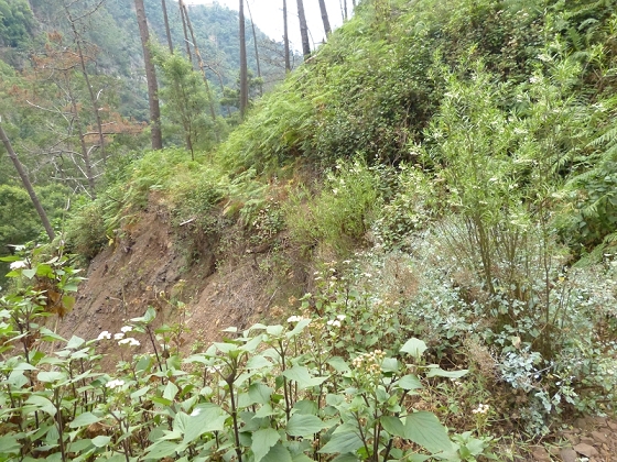 25.07.2013 Levadas dos Tornos und do Bom Sucesso — Abstieg zur Levada do Bom Sucesso — Foto 1