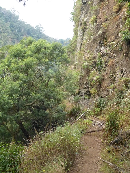 25.07.2013 Levadas dos Tornos und do Bom Sucesso — Abstieg zur Levada do Bom Sucesso — Foto 3