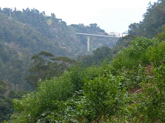 25.07.2013 Levadas dos Tornos und do Bom Sucesso — Abstieg zur Levada do Bom Sucesso — Foto 5