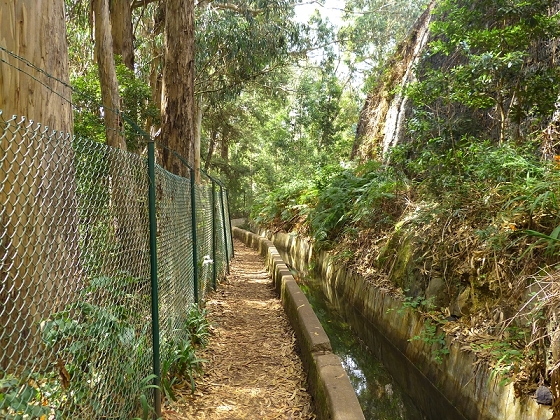 25.07.2013 Levadas dos Tornos und do Bom Sucesso — Auf der Levada dos Tornos bis zum Monte-Tunnel — Foto 5