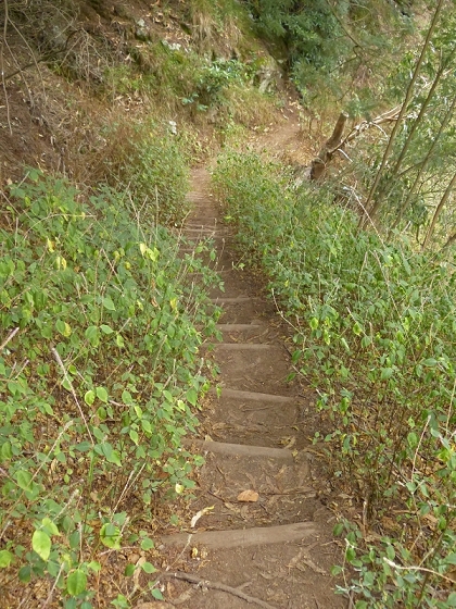 25.07.2013 Levadas dos Tornos und do Bom Sucesso — Abstieg zur Levada do Bom Sucesso — Foto 10